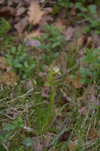 Elder-flowered orchid (Dactylorhiza sambucina)