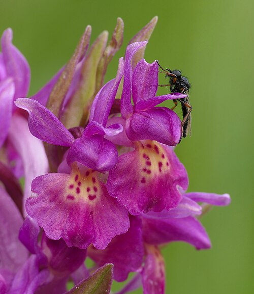 Elder-flowered orchid: Dactylorhiza sambucina, the elder-flowered orchid or vstavačovec bazový is an orchid with flowers varying from yellow with light reddish stains to purple speckl