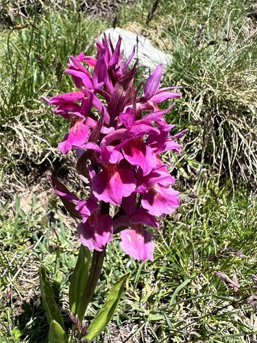 Elder-flowered orchid (Dactylorhiza sambucina)