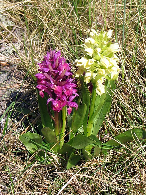 Elder-flowered orchid: Dactylorhiza sambucina , an orchid. Same species, two different colours - hence "Adam" and "Eve" in swedish.