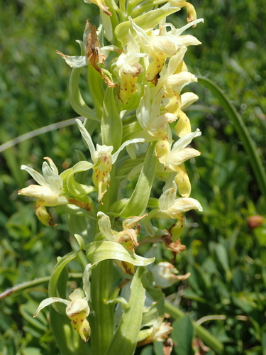 Elder-flowered orchid (Dactylorhiza sambucina)