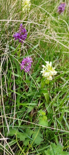 Elder-flowered orchid (Dactylorhiza sambucina)