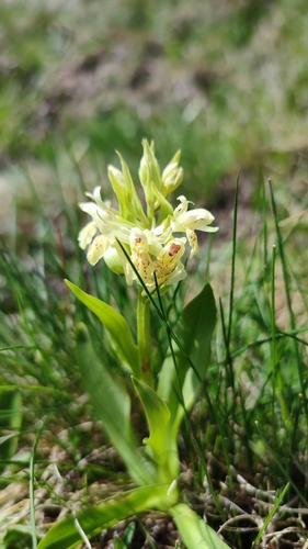 Elder-flowered orchid (Dactylorhiza sambucina)