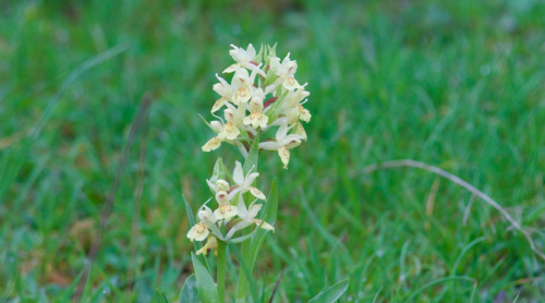 Elder-flowered orchid (Dactylorhiza sambucina)