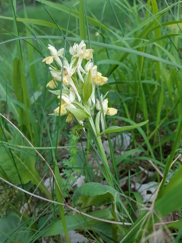 Elder-flowered orchid (Dactylorhiza sambucina)