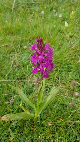 Elder-flowered orchid (Dactylorhiza sambucina)