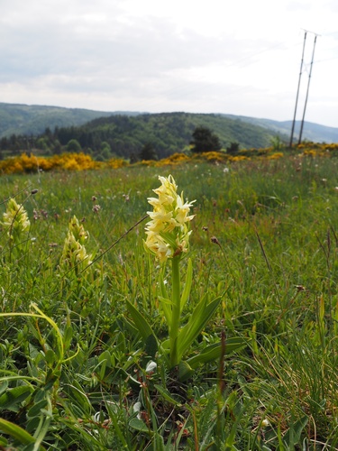 Elder-flowered orchid
