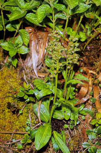 Frog orchid (Dactylorhiza viridis)