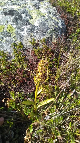 Frog orchid (Dactylorhiza viridis)