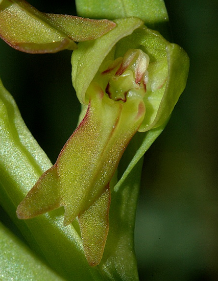 Frog orchid (Dactylorhiza viridis)