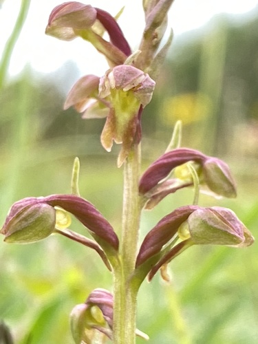 Frog orchid (Dactylorhiza viridis)