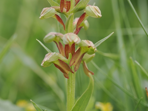 Frog orchid (Dactylorhiza viridis)
