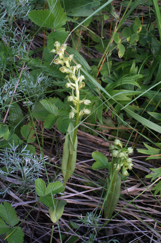 Frog orchid (Dactylorhiza viridis)