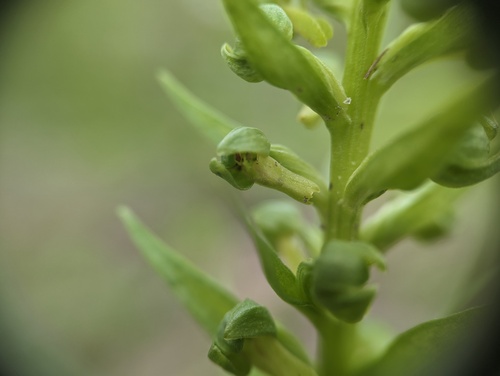 Frog orchid (Dactylorhiza viridis)