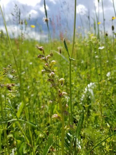 Frog orchid (Dactylorhiza viridis)