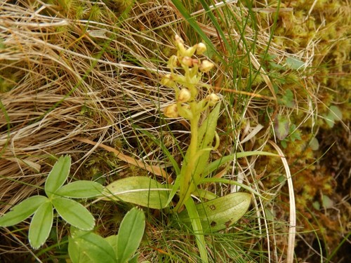 Frog orchid (Dactylorhiza viridis)