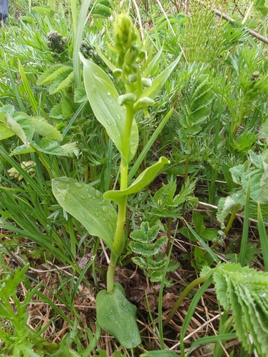 Frog orchid (Dactylorhiza viridis)