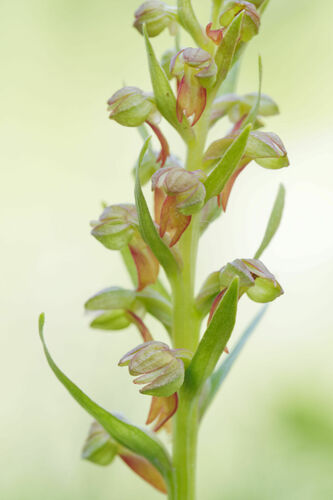 Frog orchid (Dactylorhiza viridis)