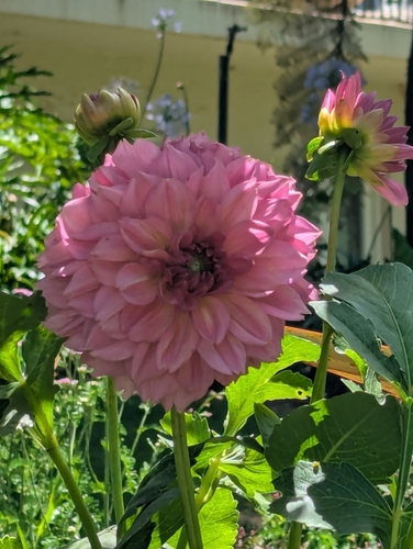Pinnate dahlia (Dahlia pinnata)
