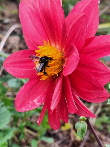 Pinnate dahlia