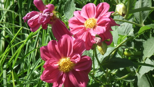 Pinnate dahlia (Dahlia pinnata)