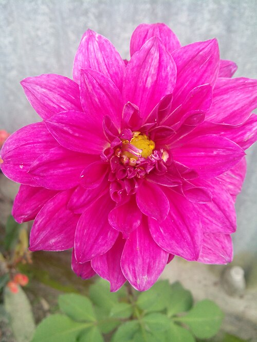 Pinnate dahlia: ডালিয়া ফুল