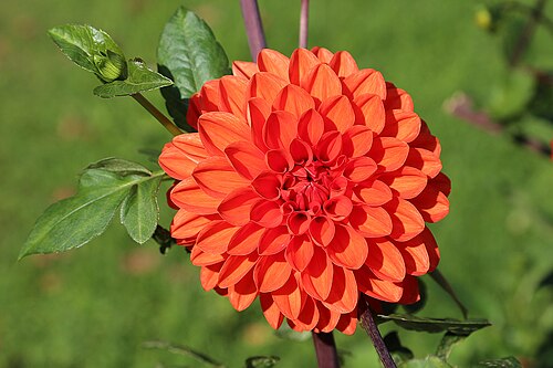 Pinnate dahlia: Large feathered dahlia (Dahlia pinnata), very popular for flower beds and also for cut flowers because of the beauty of the flowers. Depending on the species, t