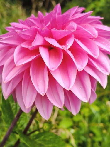 Pinnate dahlia (Dahlia pinnata)