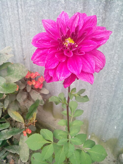 Pinnate dahlia: ডালিয়া ফুল
