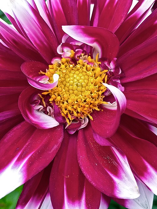 Pinnate dahlia: Blüte einer Dahlie (Dahlia x pinnata) im Schlosspark Augustusburg in Brühl (Rheinland), im Westlichen Seitenparterre