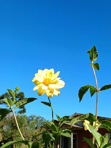Pinnate dahlia (Dahlia pinnata)