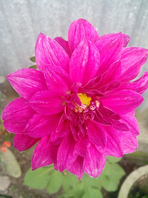 Pinnate dahlia: ডালিয়া ফুল