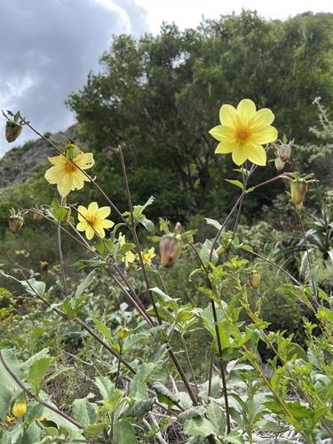 Pinnate dahlia (Dahlia pinnata)