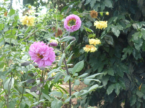 Pinnate dahlia (Dahlia pinnata)