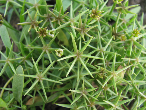 Starfruit (Damasonium polyspermum)