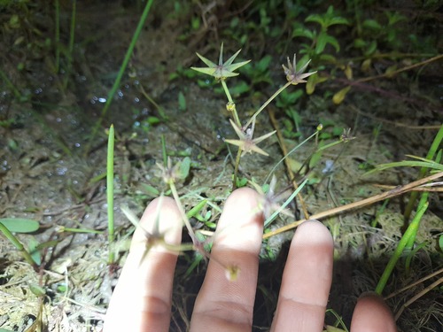 Starfruit (Damasonium polyspermum)