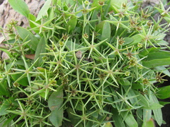 Starfruit (Damasonium polyspermum)