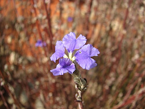 Dampiera dysantha: Dampiera dysantha (cultivated, labelled) Australian Garden, Royal Botanic Gardens Cranbourne, Victoria, Australia
