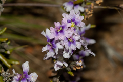 Dampiera rosmarinifolia (Dampiera rosmarinifolia)