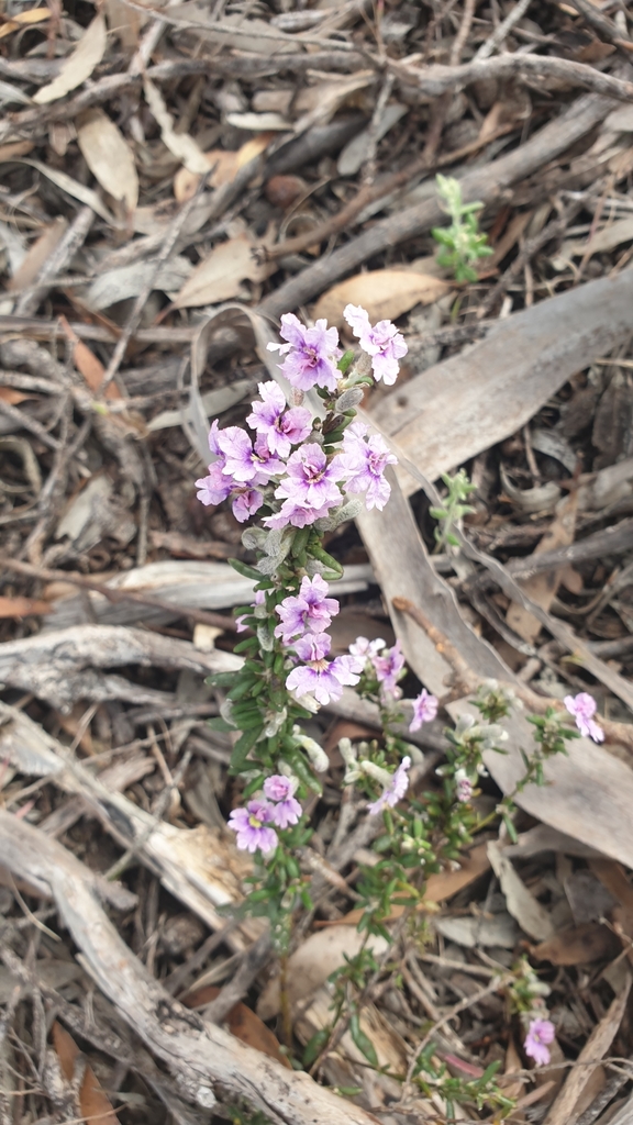 Dampiera rosmarinifolia (Dampiera rosmarinifolia)