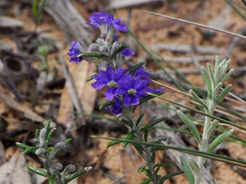 Dampiera rosmarinifolia (Dampiera rosmarinifolia)