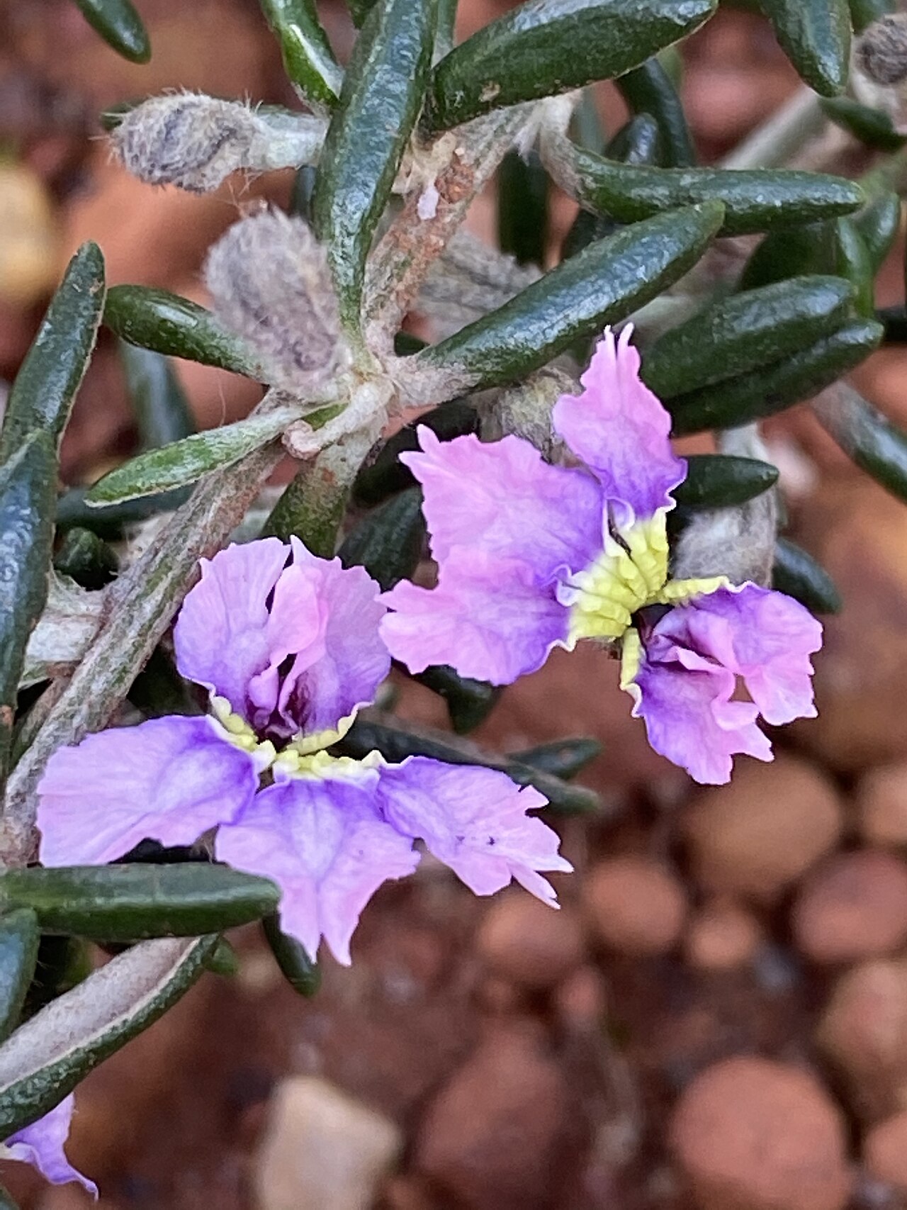 Dampiera rosmarinifolia: Dampiera rosmarinifolia cultivated plant growing in the Australian Botanic Garden