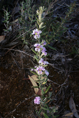 Dampiera rosmarinifolia (Dampiera rosmarinifolia)
