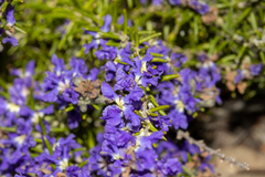 Dampiera rosmarinifolia (Dampiera rosmarinifolia)