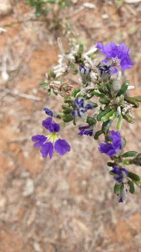 Dampiera rosmarinifolia (Dampiera rosmarinifolia)