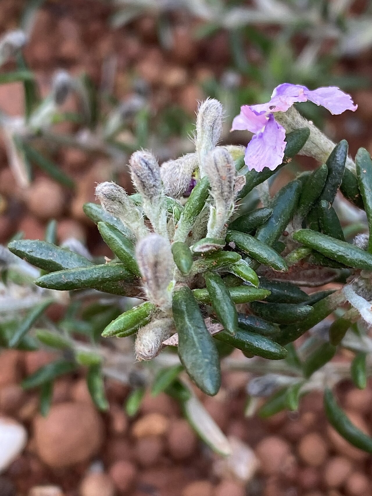 Dampiera rosmarinifolia: Dampiera rosmarinifolia cultivated plant growing in the Australian Botanic Garden