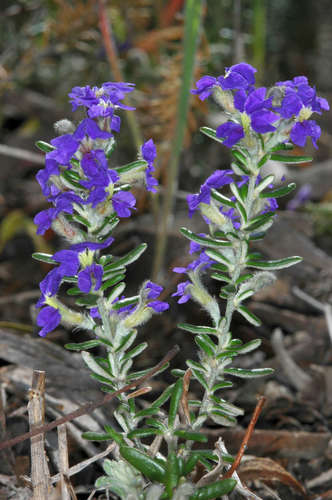 Dampiera rosmarinifolia (Dampiera rosmarinifolia)
