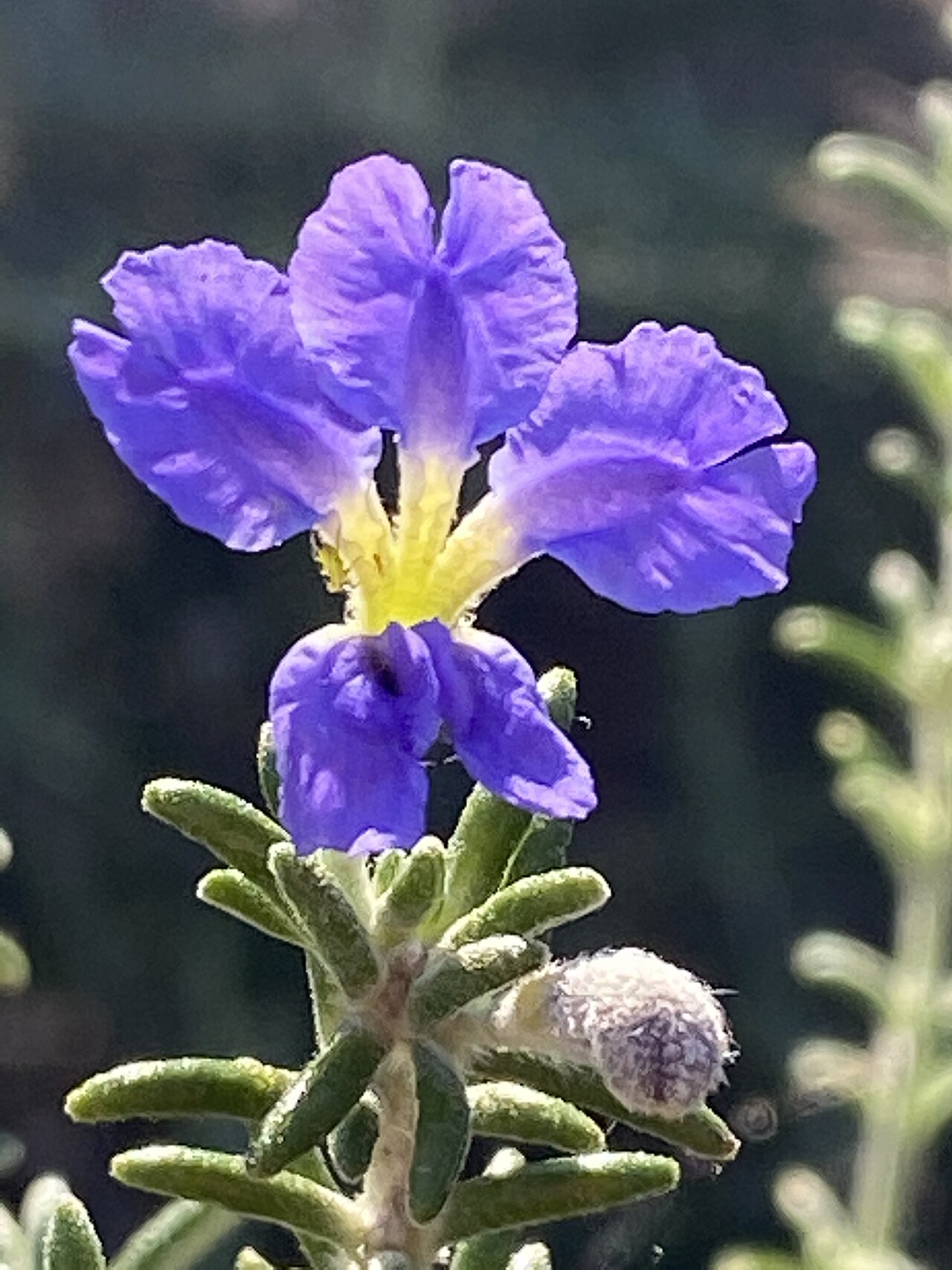 Dampiera rosmarinifolia: Dampiera rosmarinifolia cultivated plant growing in the Australian Botanic Garden