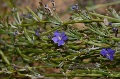 Dampiera sacculata (Dampiera sacculata)
