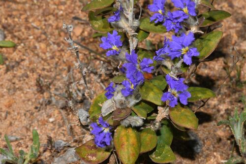 Dampiera salahae (Dampiera salahae)